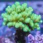 Preview: Pocillopora toxic green - Himbeerkoralle